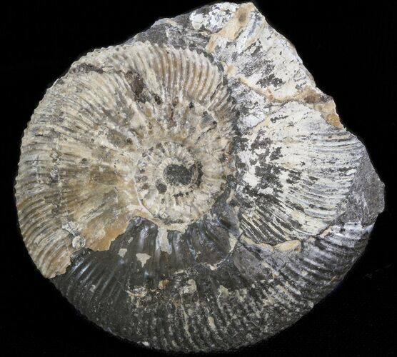 Wide Kosmoceras Ammonite - England #42651